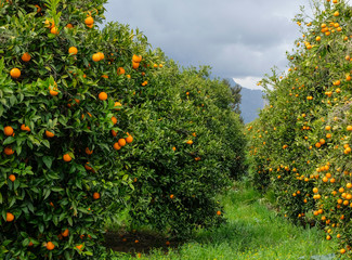 Fototapeta na wymiar juicy, ripe, beautiful oranges on a tree