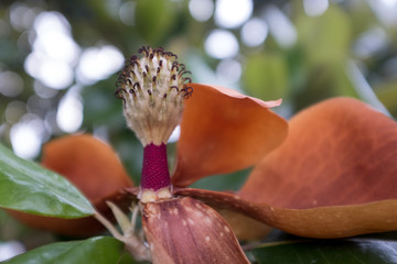 magnolia flower