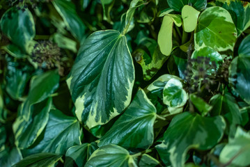 ZURICH, SWITZERLAND - JANUARY 14, 2020: Leaves of a climber plant on the wall.