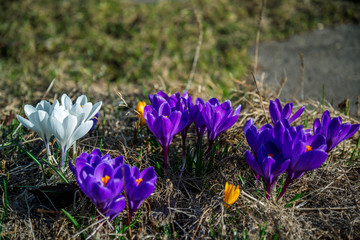 Fototapeta premium A group of multicolored crocuses among last year`s dry grass and stones with a slight blur of background