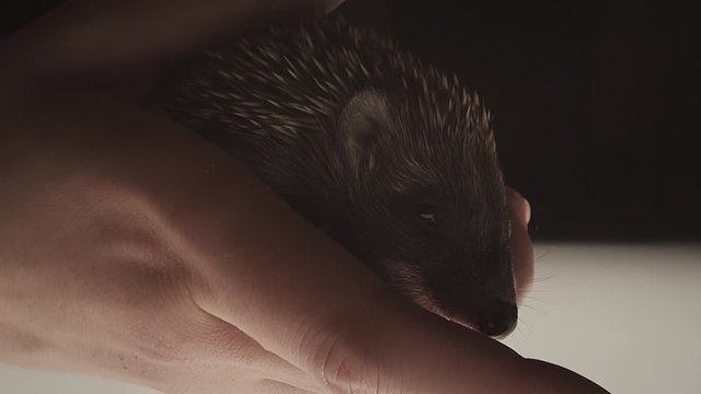 Hands holding baby hedgehog close up. Slow motion. Northern white-breasted or West European hedgehog aka common hedgehog.