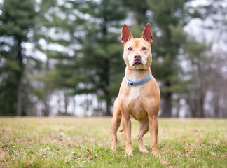 A tan Terrier mixed breed dog with upright ears standing outdoors