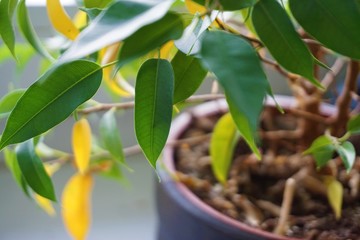 Zimmerpflanze mit gelben Blättern - Nährstoffmangel