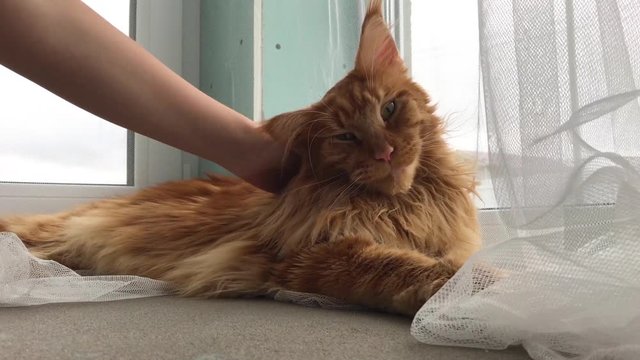 Large red marble Maine coon cat lies by the window on a white tulle curtain and lazily looks at the camera. Female hand strokes and scratches a satisfied cat