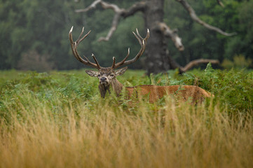 Red deer in the natural environment, close up, Cervus elaphus, 