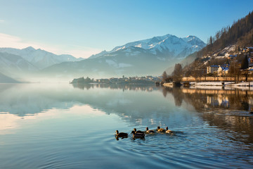 Ducks swim in the morning in beautiful alpine lake. Zell am See, Austria