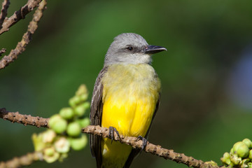 Portrait of a beautiful important proud bird with a yellow breast close-up sitting on a branch on a clear Sunny day. Animals, birds, Ornithology.