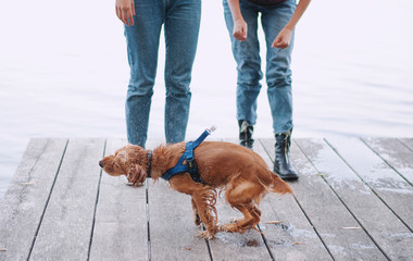 Girls and english cocker spaniel dog lying on wooden bridge.Portrait of dog outside (outdoors)....
