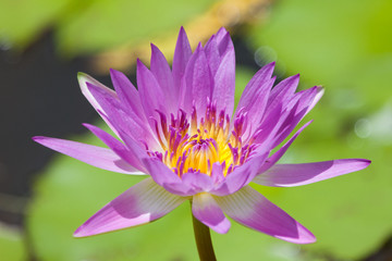 Pink Lily beautiful bright Sunny day on a background of green water leaves. Flora, flowers, agriculture.