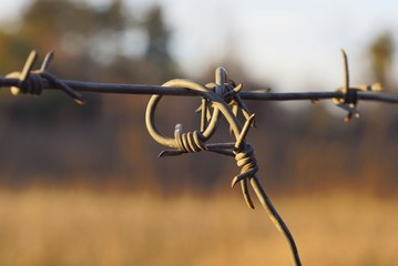 part of a gray iron barbed wire in a fence