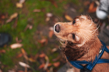 Portrait of a young handsome cocker spaniel puppy dog