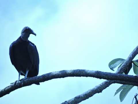 Zopilote negro gallinazo natural cielo enfocado chulo