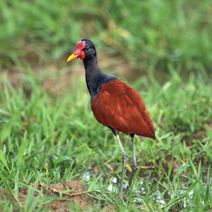 Bird Wattled jacana on the background of green grass looking for their prey. Fauna, birds, ornithology.