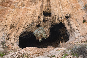 caper bush hanging from the mouth of a kidney shaped cave in the limestone cliff next to the faran monastery in the ein prat reserve in the west bank