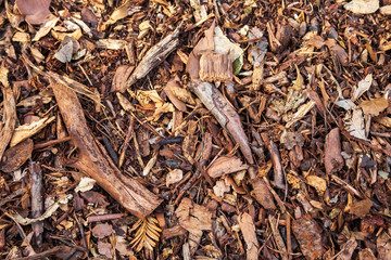 Wood chips background