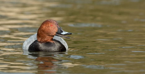 Pochard Swimming