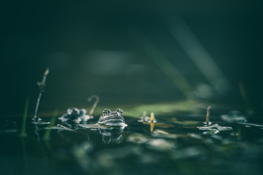 frog on green pond
