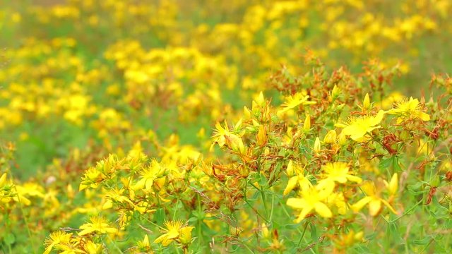 Flowers of a St. John's wort tea (Hypericum Perforatum) on a summer meadow. Hypericum flowers