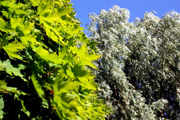 Vindrörelse i träd med ljusa blad,och lönnträd..
