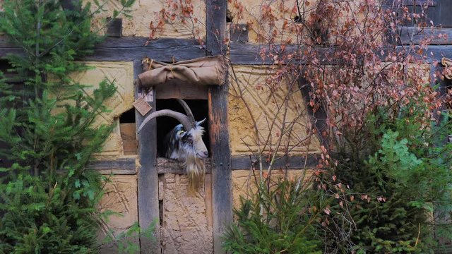 Macho de cabra montesa domestica rumiando y asomada ventana corral
