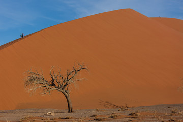 Fototapeta na wymiar Beautiful landscape with red huge sand dunes at sunset in desert. Sossusvlei, Namib Naukluft National Park, Namibia. Stunning natural geometry without people