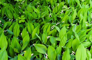 Forest landyshi- thick fragrant thickets of delicate flowers in May and April.