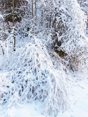 Snow covered trees near Salt Mine of Bex in Switzerland in winter. The Salt Mining Complex is listed as Swiss heritage site of national significance.