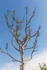 Some dry yellow leaves on tree