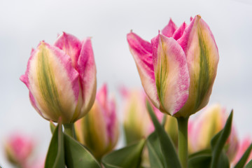 Fototapeta premium Tulips, the biggest symbol of beauty in netherlands.