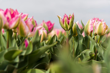 Tulips, the biggest symbol of beauty in netherlands.