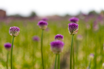 Tulips, the biggest symbol of beauty in netherlands.