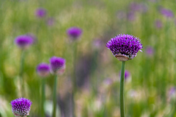 Tulips, the biggest symbol of beauty in netherlands.