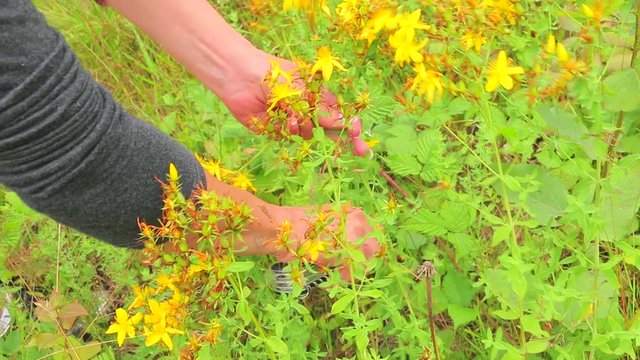 Young woman picking tea on the mountain field. St. John's wort tea (Hypericum Perforatum) on a meadow