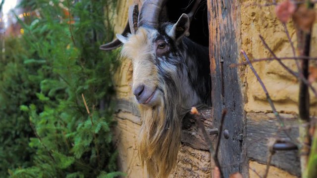 Cabrón cabra macho con largos cuernos comiendo y asomado por ventanuco de adobe