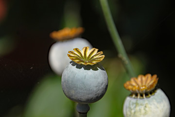 Close up of poppy seed heads ripening, prior to spreading their seeds.