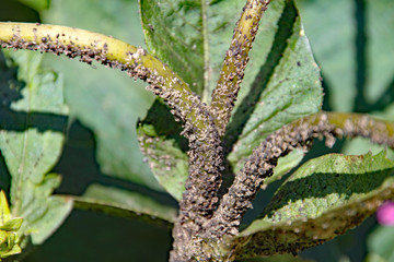 Black aphids crawl along the stem of a hollyhock