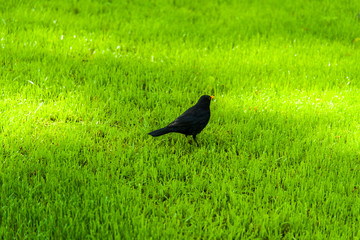 Hen blackbird Turdus merula tilts head to listen for movements of prey