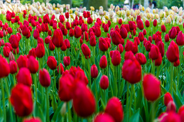 Fototapeta premium Tulips, the biggest symbol of beauty in netherlands.