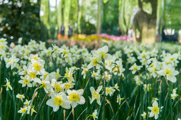 Tulips, the biggest symbol of beauty in netherlands.