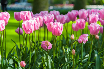 Tulips, the biggest symbol of beauty in netherlands.