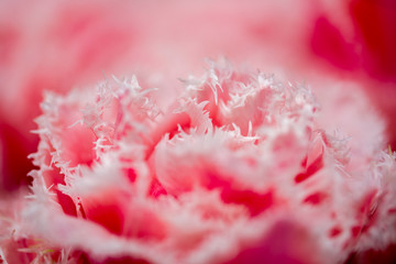 Tulips, the biggest symbol of beauty in netherlands.