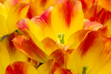 Tulips, the biggest symbol of beauty in netherlands.