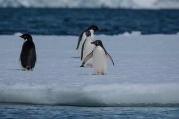 Adelie penguins on icebergs and icefloats along the coast of the Antarctic Peninsula, Antarctica