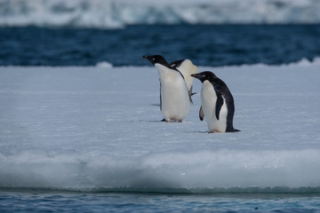 Naklejka premium Adelie penguins on icebergs and icefloats along the coast of the Antarctic Peninsula, Antarctica