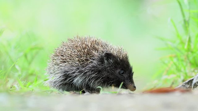 Young and cute hedgehog in the natural environment, 4k