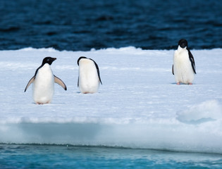 Adelie penguins on icebergs and icefloats along the coast of the Antarctic Peninsula, Antarctica