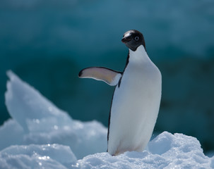 Fototapeta premium Adelie penguins on icebergs and icefloats along the coast of the Antarctic Peninsula, Antarctica