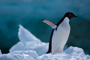 Fototapeta premium Adelie penguins on icebergs and icefloats along the coast of the Antarctic Peninsula, Antarctica