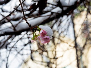 snow fell on the flowers