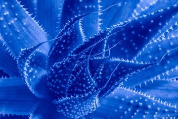 Close Up Phanton blue Aloe aristata. Home plant.